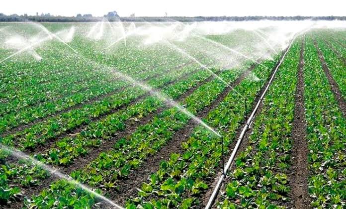 Périmètre irrigué par aspersion : rangées de jeunes cultures maraîchères arrosées